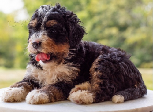 �t���tka Bernedoodle do nov�ho domova