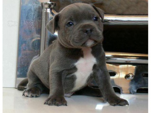 k dispozici rozko�n� �t���tka americk�ho Pitbulla