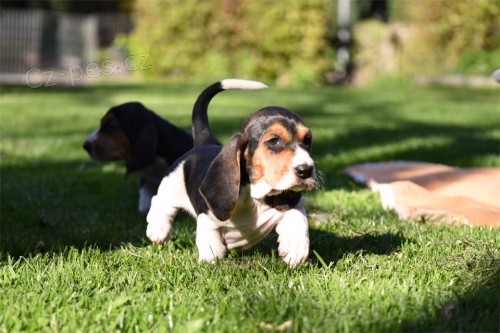 kr�sn� �t���tka Basset Hound hledaj�c� nov� domovi