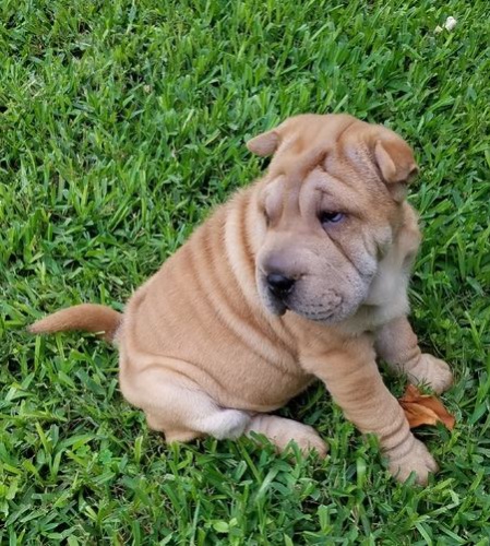 2 Shar Pei �t��ata k dispozici kontakt pro v�ce informac� a obr�zk�