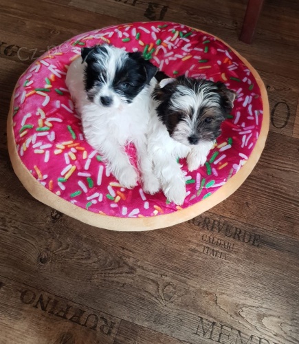 b�l� Jork��rsk� teri�r hledat �t��ata nov�ch domov� k adopci.