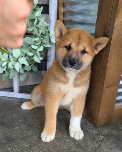 prodej zdrav�ch �t��at shiba inu