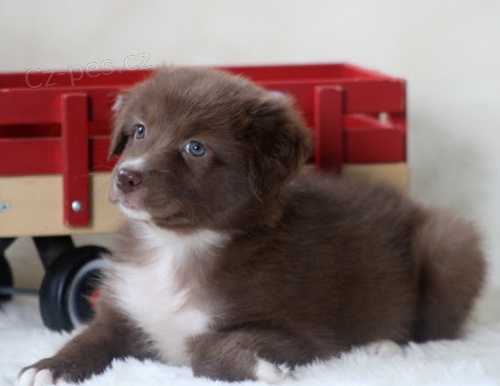 �t��ata australsk�ho ov��ka