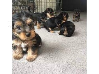 Jork��rsk� teri�r mini