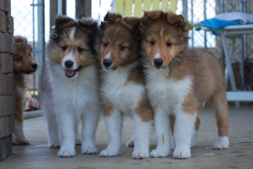 �t��ata shetlandsk�ho ov��ka