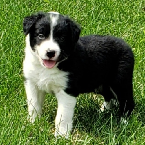 �t���tka border kolie o�kovan� a od�erven�