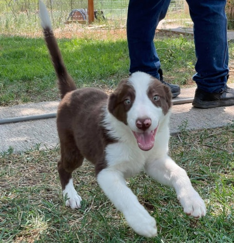 �t��ata border kolie