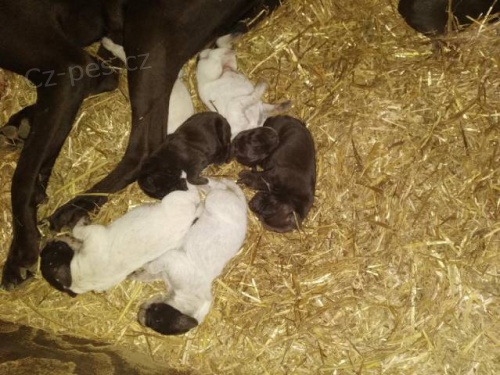 Prod�m �t��ata n�meck�ho kr�tkosrst�ho oha�e