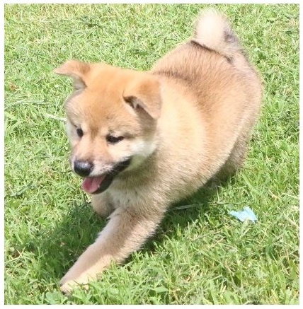 �t��ata japonsk� shiba inu
