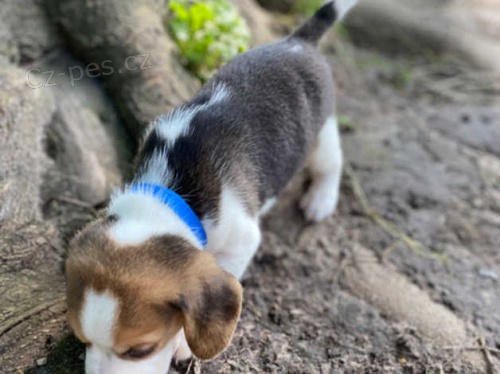 2 kr�sn� �t��ata b�gla