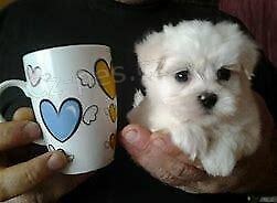 �t�n� maltsk� mini hra�ky