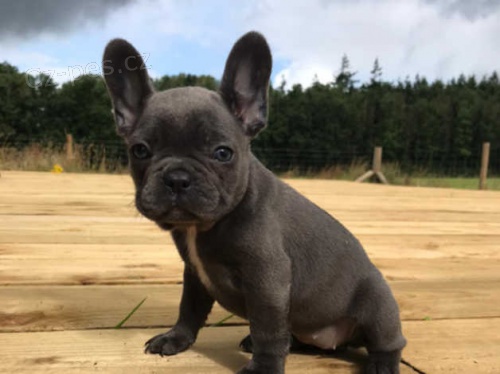 �t��ata francouzsk�ho buldoka