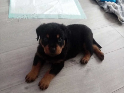 �t��ata rotvajlera