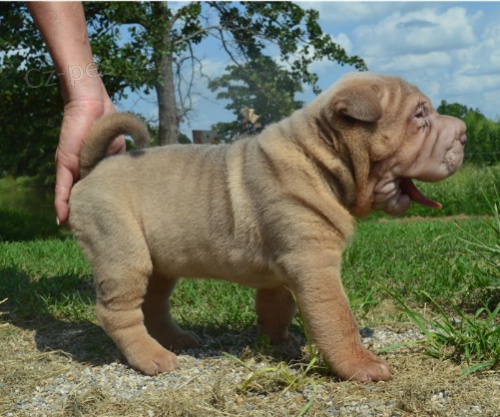 Rozko�n� �t���tka Shar-Pei jsou p�ipravena k adopci