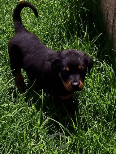 Rozko�n� �t��ata rotvajler� jsou p�ipravena na nov� rodiny.