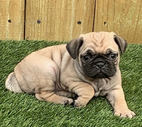 Mops �t��ata jsou p�ipravena k adopci a nov�m rodin�m.