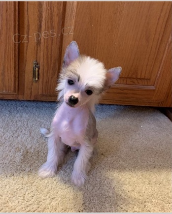 ��nsk� chocholat� �t��ata jsou p�ipravena na adopci a nov� rodiny.