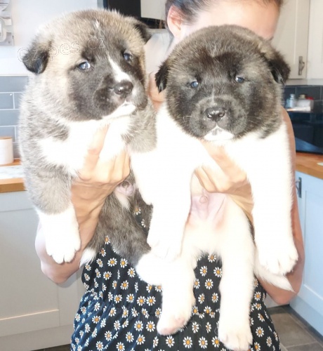 Rozko�n� �t��ata Akita k adopci