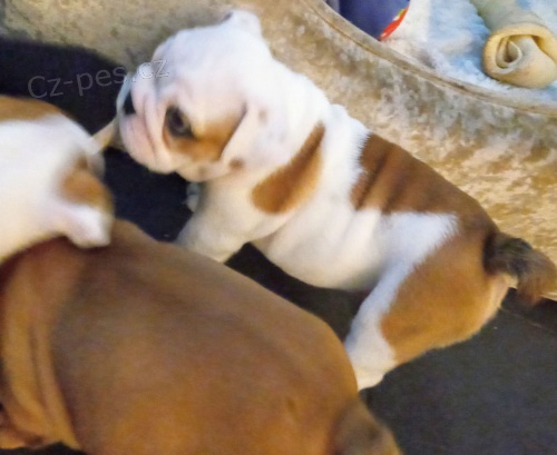 Registrovan� �t��ata anglick�ho buldoka