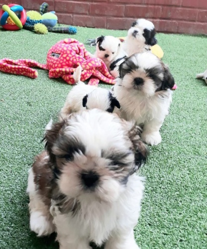 Dom� Vycvi�en� �t��ata Shih Tzu