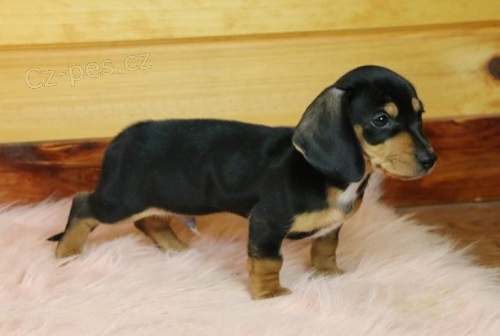 �t��ata jezev��ka k adopci