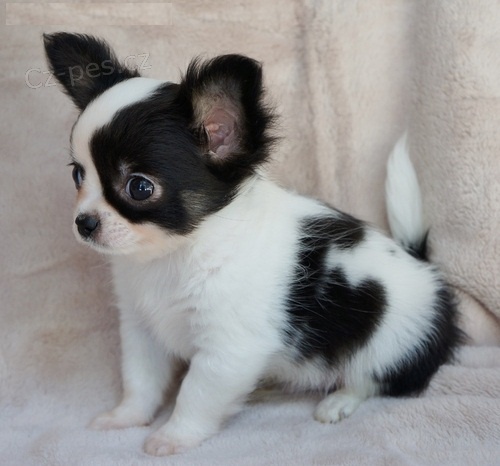 �t��ata �ivavy pro n�vrat dom�