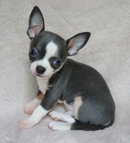 �t��ata �ivavy pro n�vrat dom�