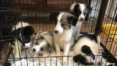 Border kolie �t��ata