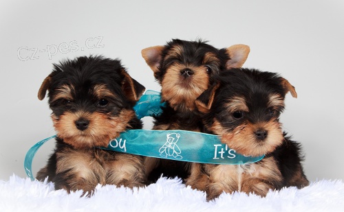 mini Jork��rsk� teri�r �t��ata na prodej.