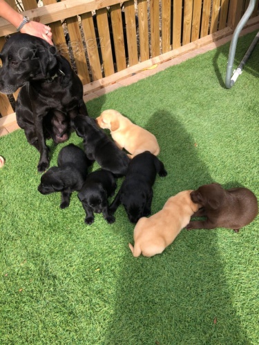 �t��ata labradorsk�ho retr�vra k dispozici