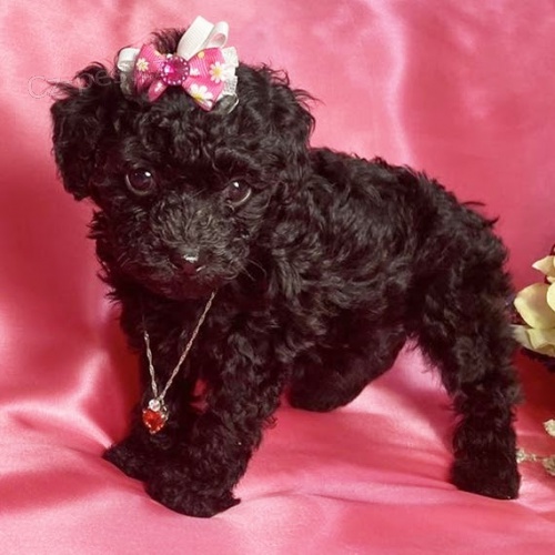 Prod�m zdrav� a kr�sn� �ernohn�d� trpasli�� �t���tka pudla a fenky. �t���tka jsou o�kovan� a od�erven�.