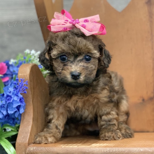 rozko�n� a zdrav� �t���tka trpasli��ch pudl� na prodej. �t���tka jsou v�echna o�kovan� a od�erven�. Psi jsou nyn� p�ipraveni k adopci.