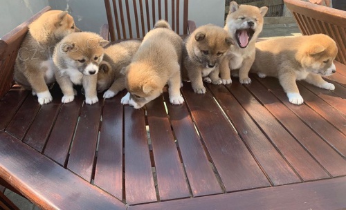 Sladk� �t��ata Shiba Inu do nov�ch domov�