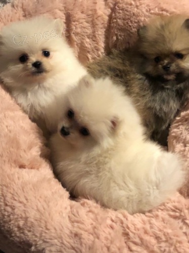 Pomeranian �t��ata na prodej. Jsou o�kovan� a od�erven�.