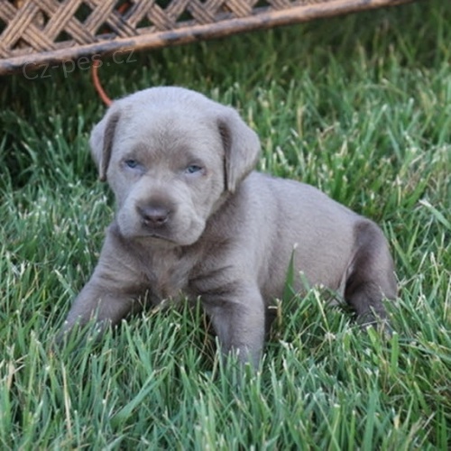 Prod�m �t��ata labradorsk�ho retr�vra / Prod�m �t��ata labradorsk�ho retr�vra.