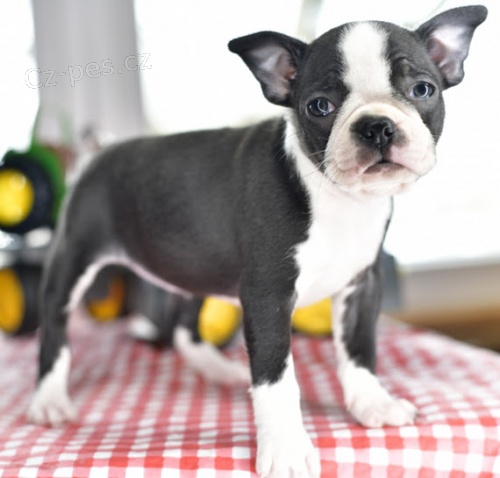 Prod�m �t��ata bostonsk�ho teri�ra.