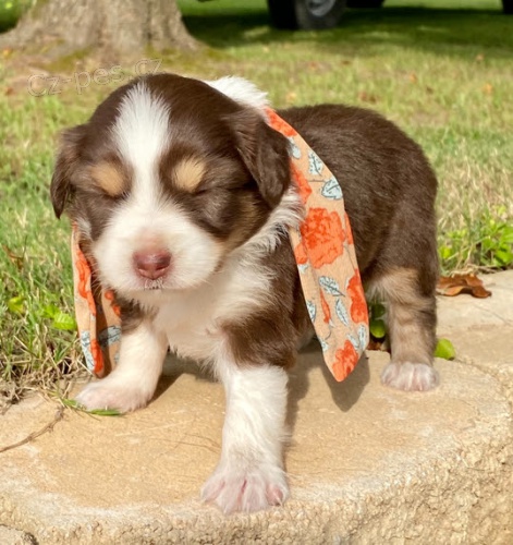 �t��ata australsk�ho ov��ka na prodej. �t��ata jsou o�kovan�, od�erven� a p�ipraven� j�t do sv� nov� rodiny a domova.