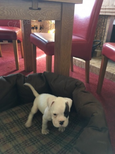 B�L� �t��ata n�meck�ho boxera k prodeji. K prodeji m�me n�kolik o�kovan�ch a od�erven�ch vrh� �t��at boxera.