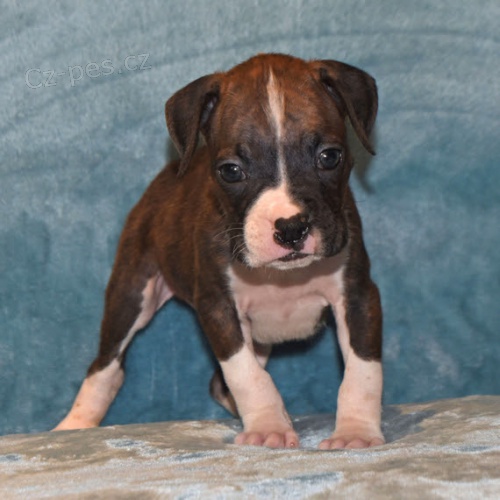 Prod�v�me �t��ata boxera. K prodeji m�me n�kolik o�kovan�ch a od�erven�ch vrh� �t���tek boxera.