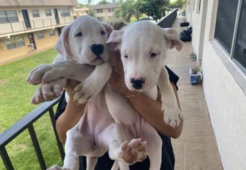 argentinsk�ho doga