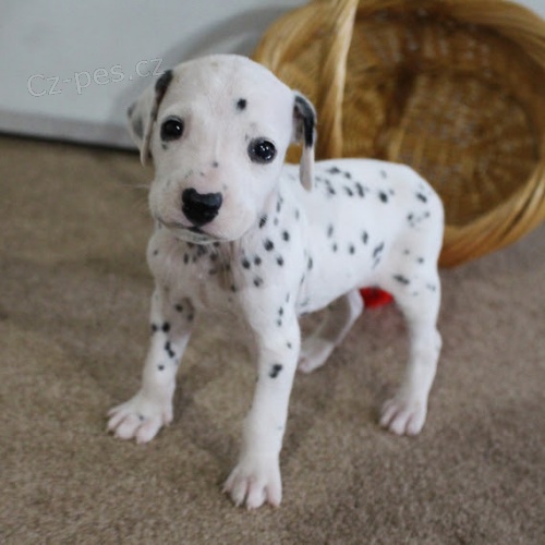 Prod�m �t��ata dalmatin�. K prodeji m�me n�kolik o�kovan�ch a od�erven�ch vrh� dalmatsk�ch �t��at.