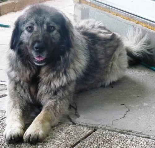 �arplaninsk� pasteveck� pes, �t���tka s PP