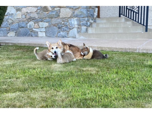 Kr�sn� �t��ata vel�sk�ho corgi Pembroke Sable (30 000 K�)