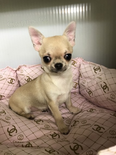 kr�sn� �ivava.�t��ata jsou dob�e vycvi�en� a miluj� mazlen�. jsou socializovan� a hygienicky vy�kolen�. jsou nyn� p�ipraveni j�t do sv�ch nov�ch domov�.