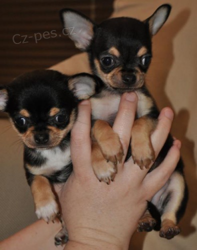 �t��ata �ivavy na prodej jsou v�echna o�kovan� a od�erven�.