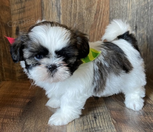 na prodej o�kovan� a od�erven� �t��ata SHIH TZU