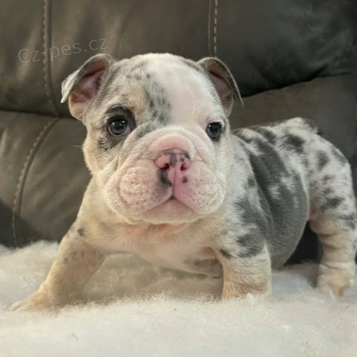 �t��ata anglick�ho buldoka na prodej o�kovan� a od�erven�. �t���tka jsou nyn� p�ipravena j�t do nov�ho domova a rodiny.