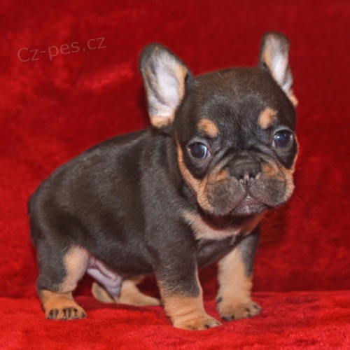 Prod�m �t��ata francouzsk�ho buldoka