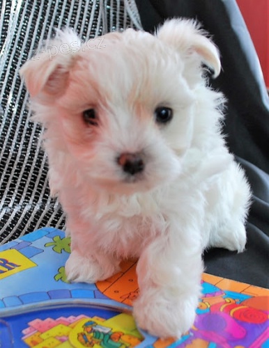 Malt�zsk�ch �t���tek