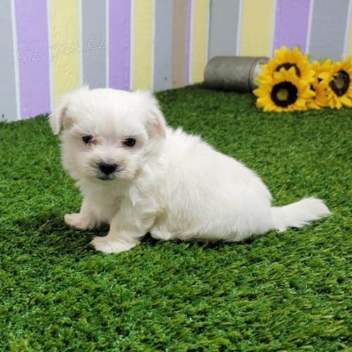 maltsk� �t��ata na prodej. v�echna �t���tka jsou nyn� p�ipravena j�t do sv�ho nov�ho domova. Jsou o�kovan� a od�erven�.